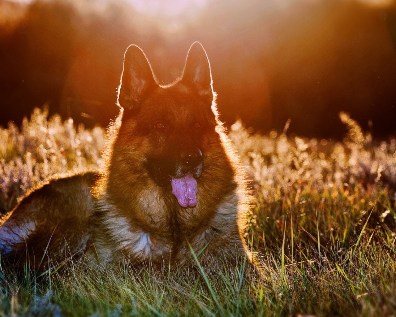 Закатное солнце освещает шерсть немецкой овчарки