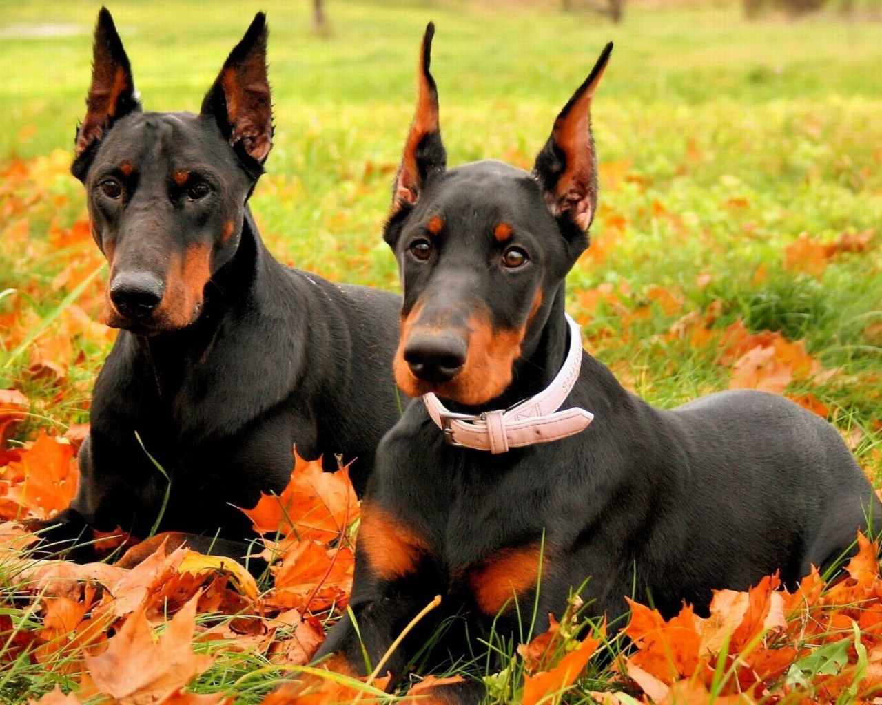 Два добермана на опавших осенних листьях