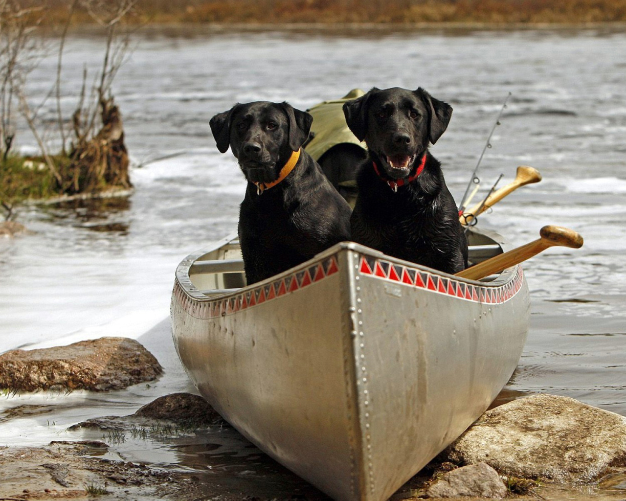 Две черных собаки в лодке