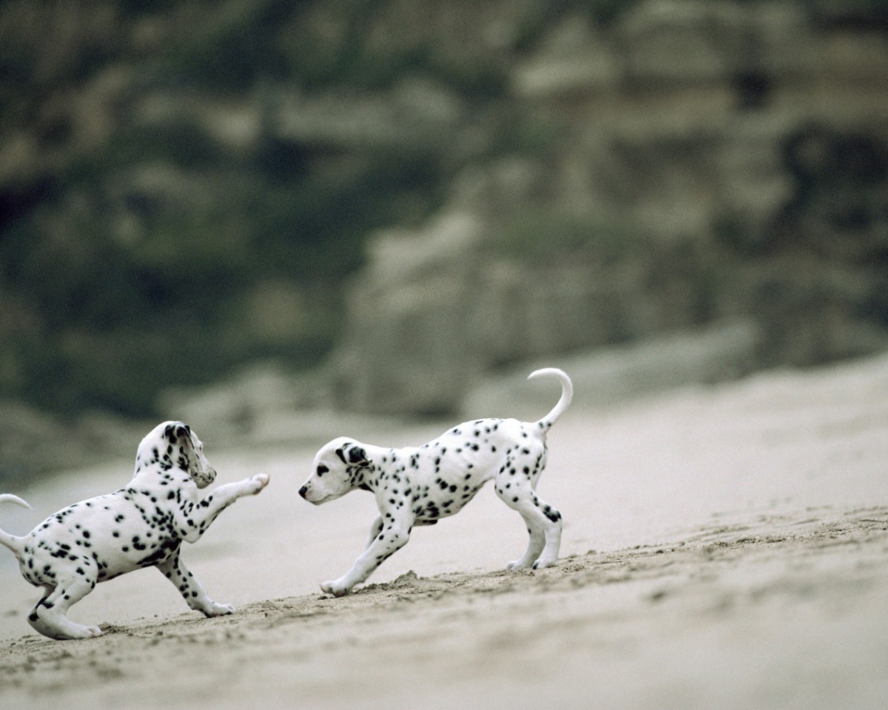 Два игривых щенка далматинца