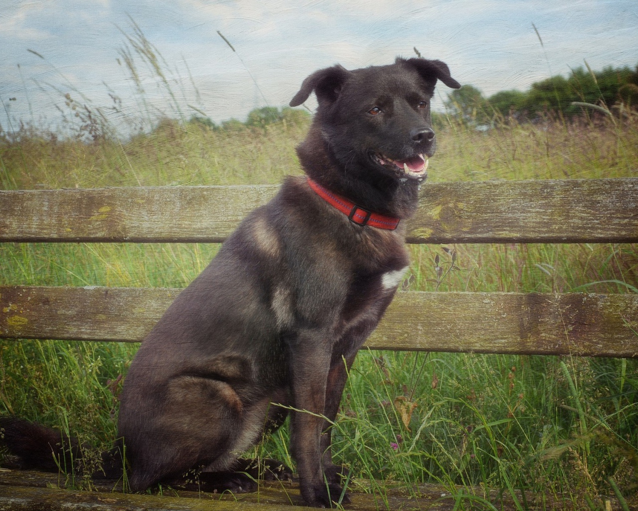 Сторожевой пес у деревянного забора