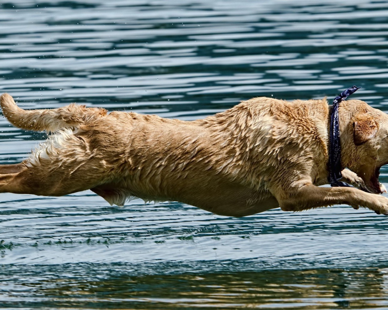 Мокрая собака над водой