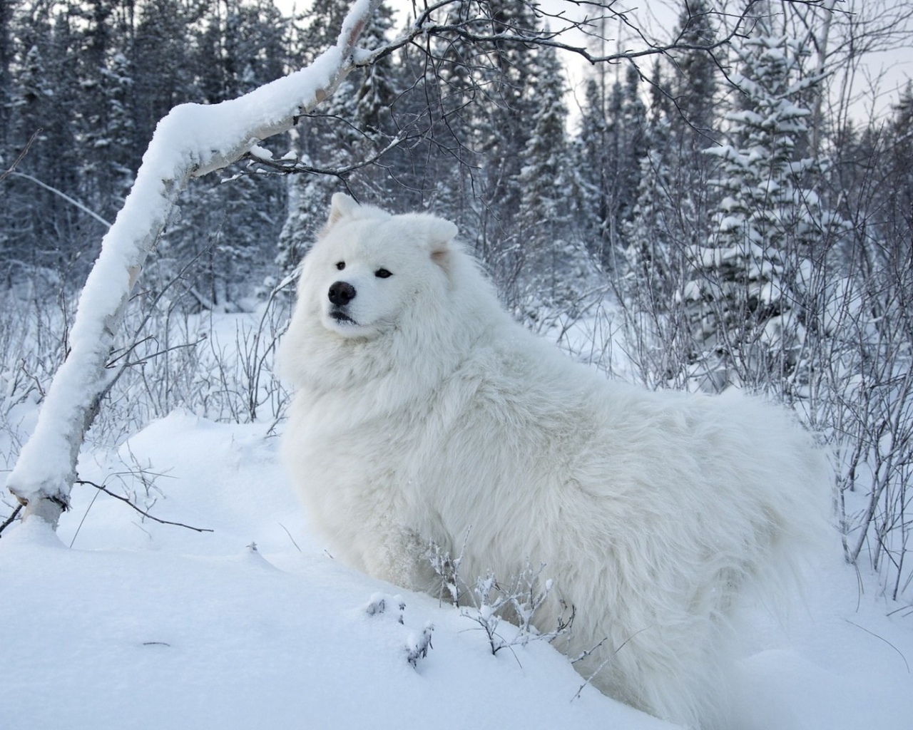 Белая собака на белом снегу