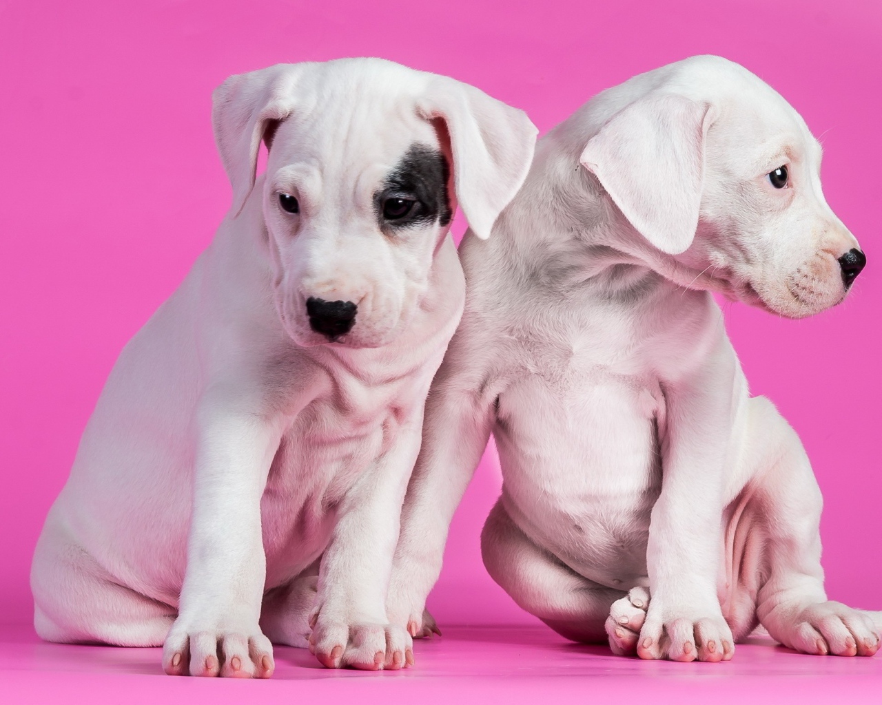 Белые щенки на розовом фоне