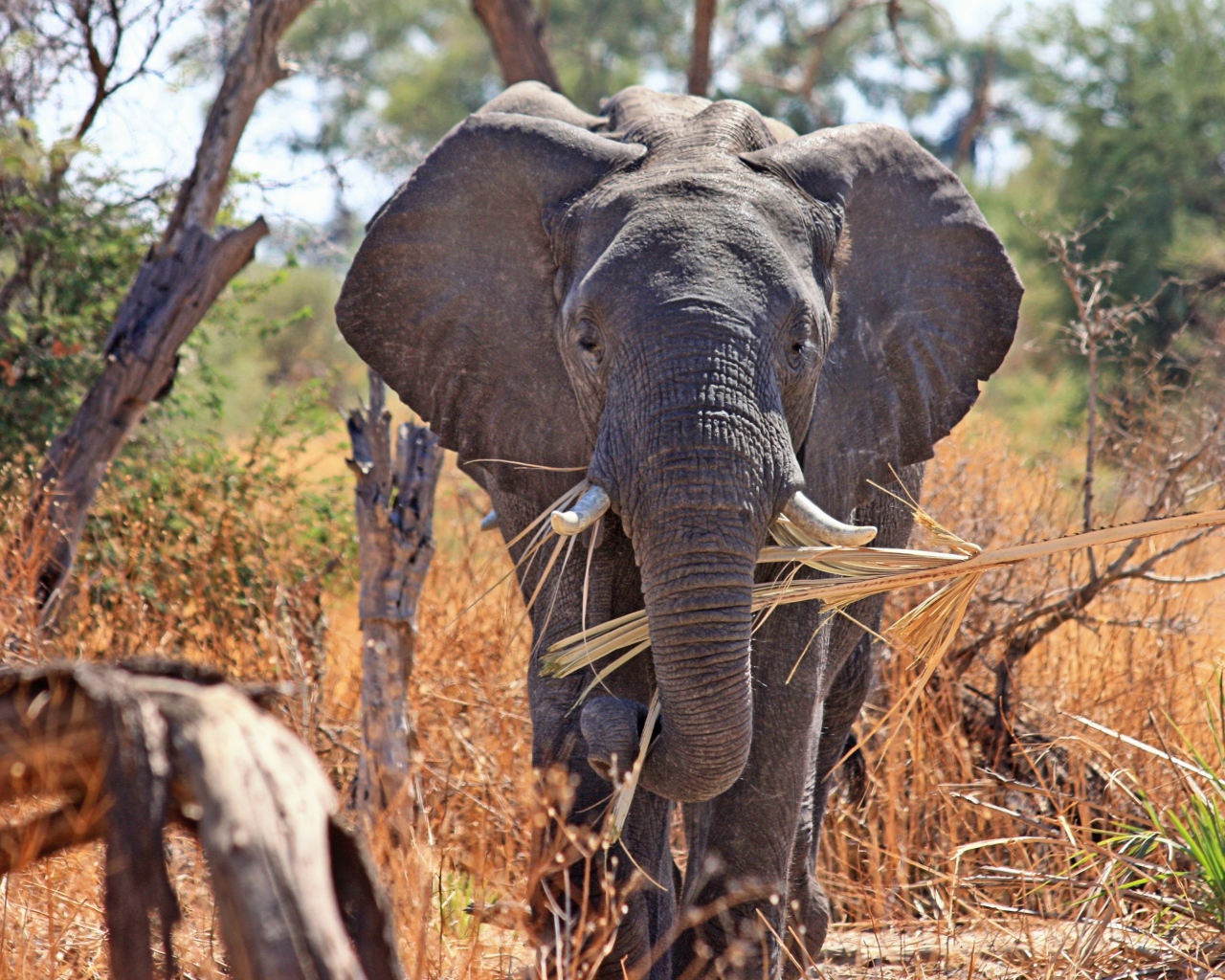 Слон держит в хоботе ветку