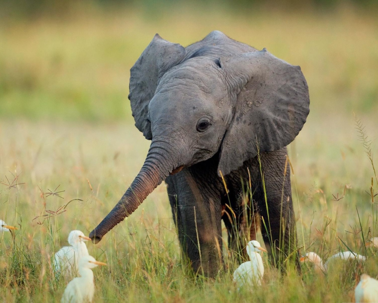 Слоненок в окружении утят