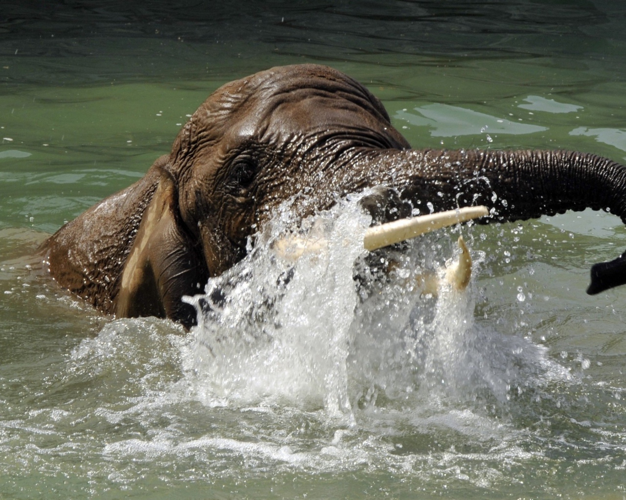 Слон плывет в воде