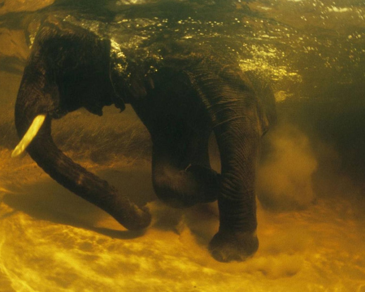 Слон под водой