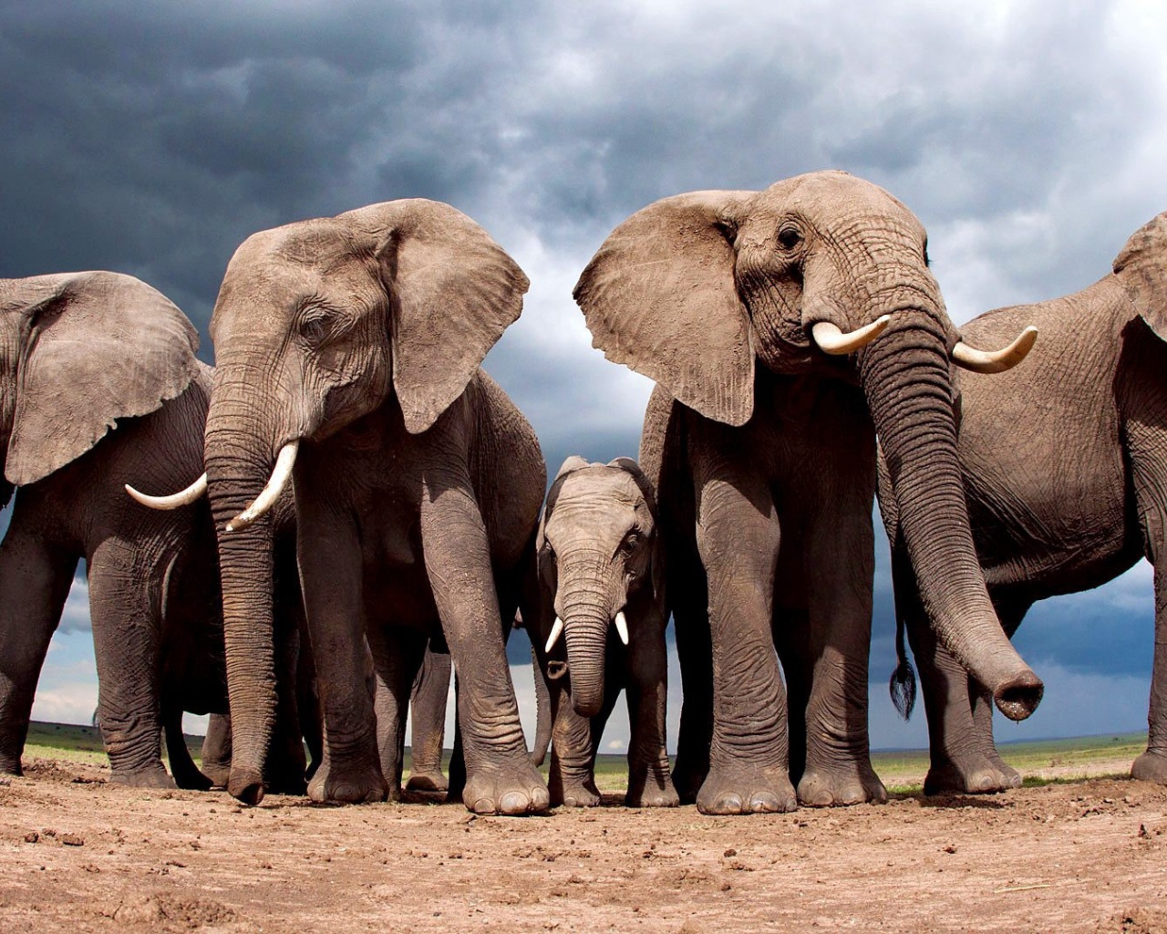 Слоны защищают слоненка