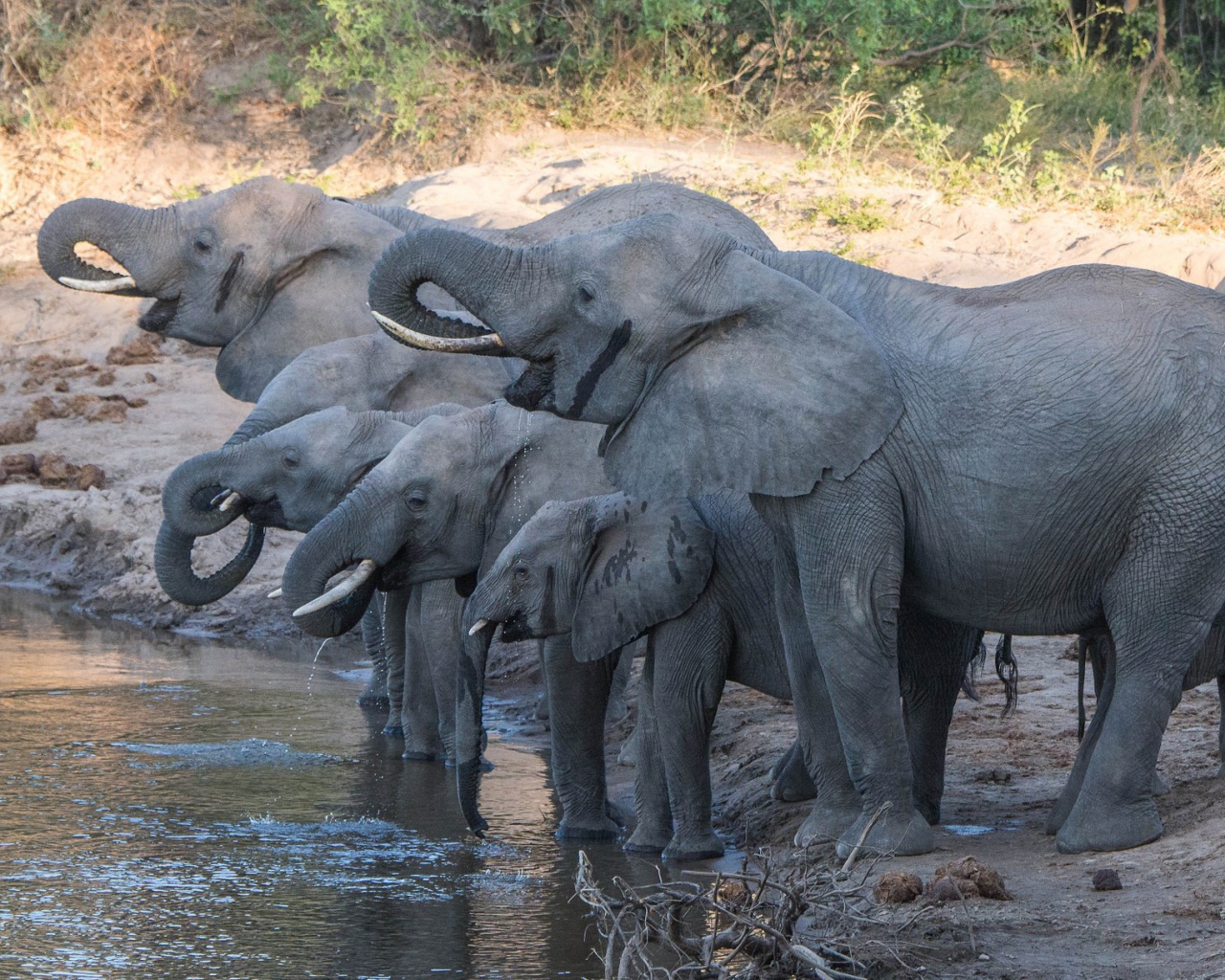 Слоны с маленькими слонятами на водопое