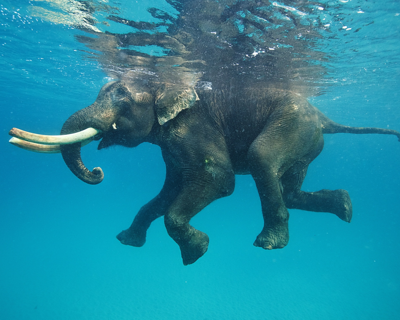 Фото плывущего в воде слона