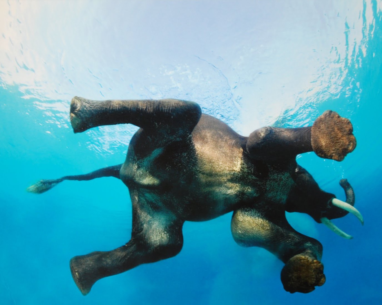 Фото слона в воде снизу