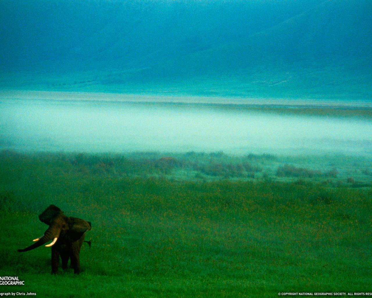 Слон в тумане