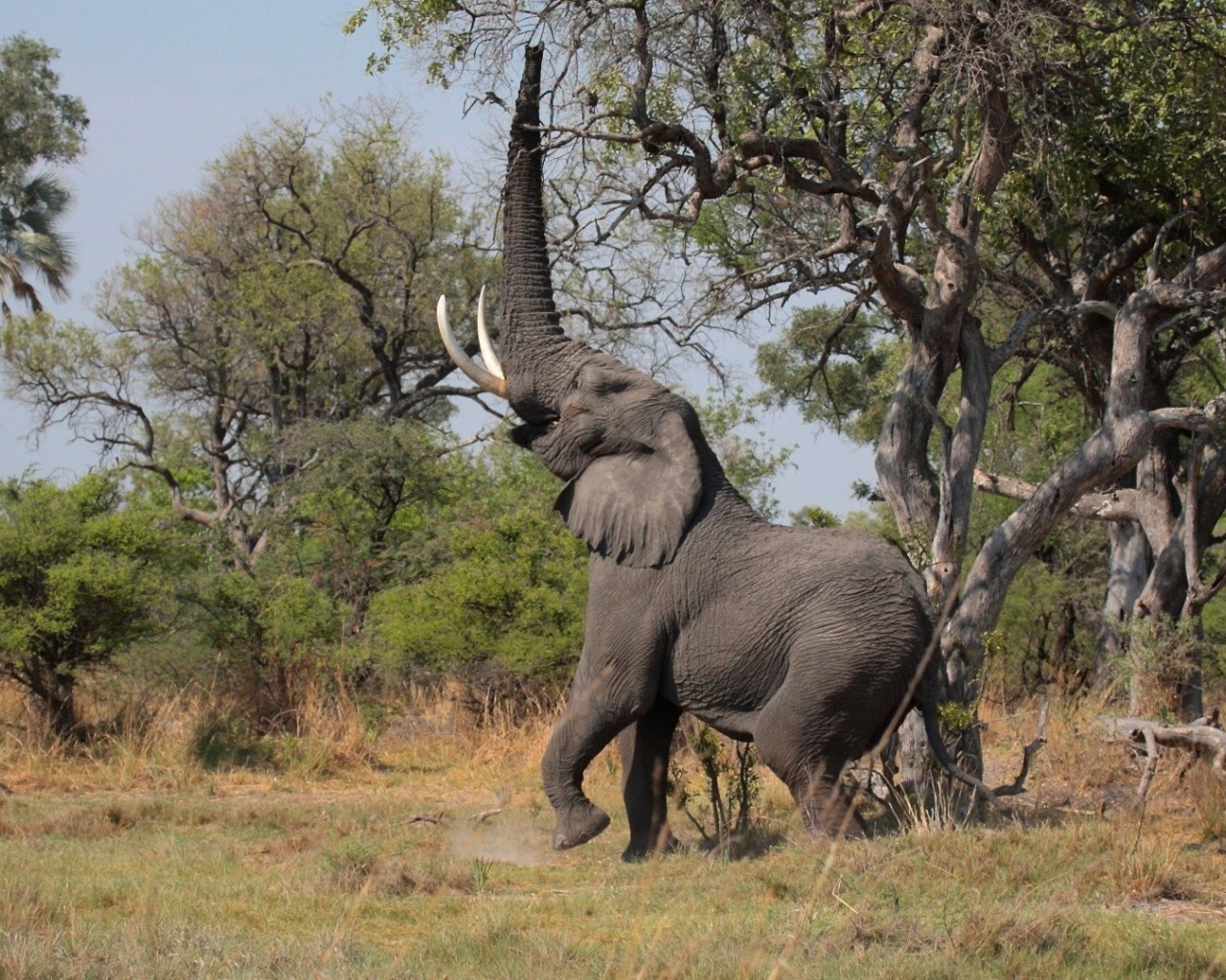 Слон поднял хобот вверх