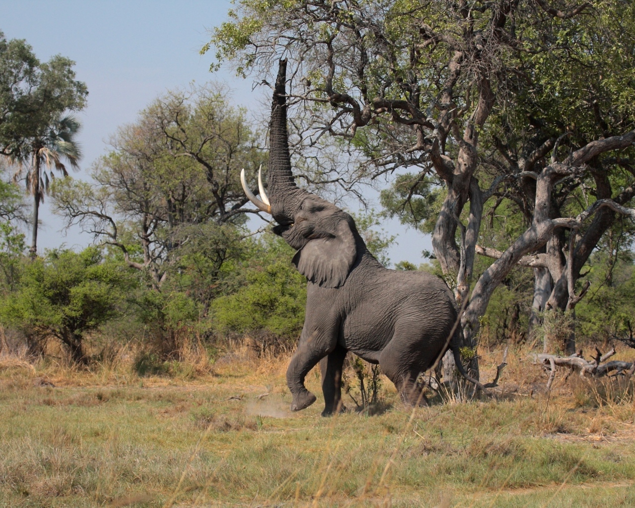 Слон высоко поднял хобот к дереву