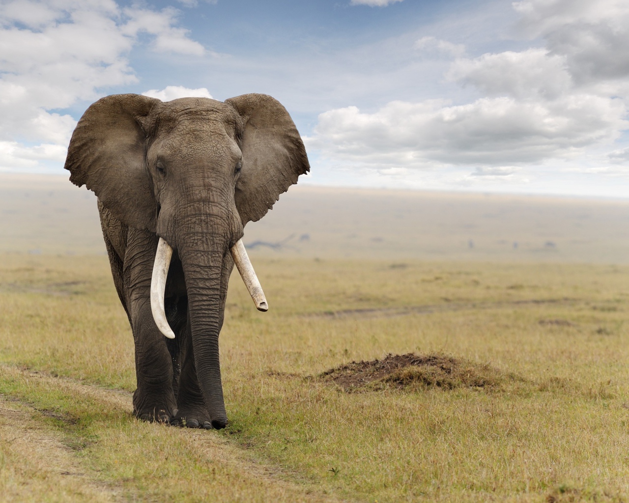 Величественный слон идет по дороге