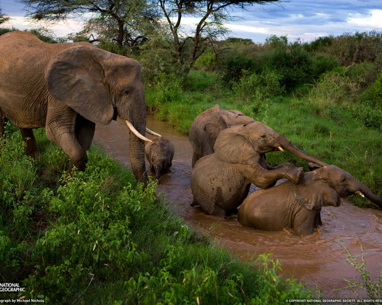 Семья слонов купается