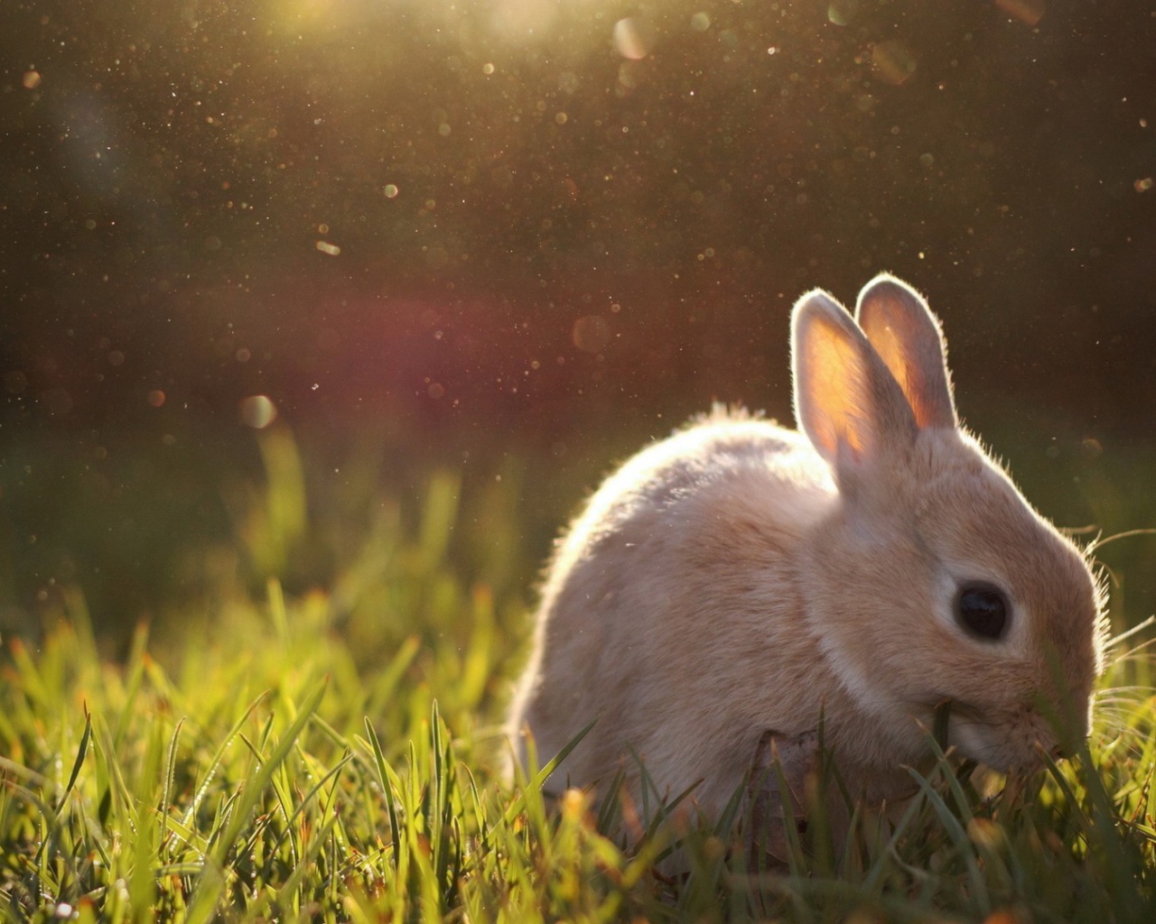 Бежевый кролик кушает траву