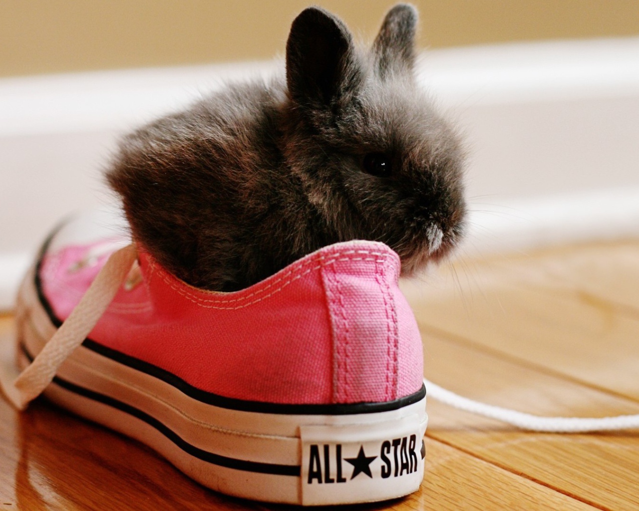 Кролик в розовых кедах
