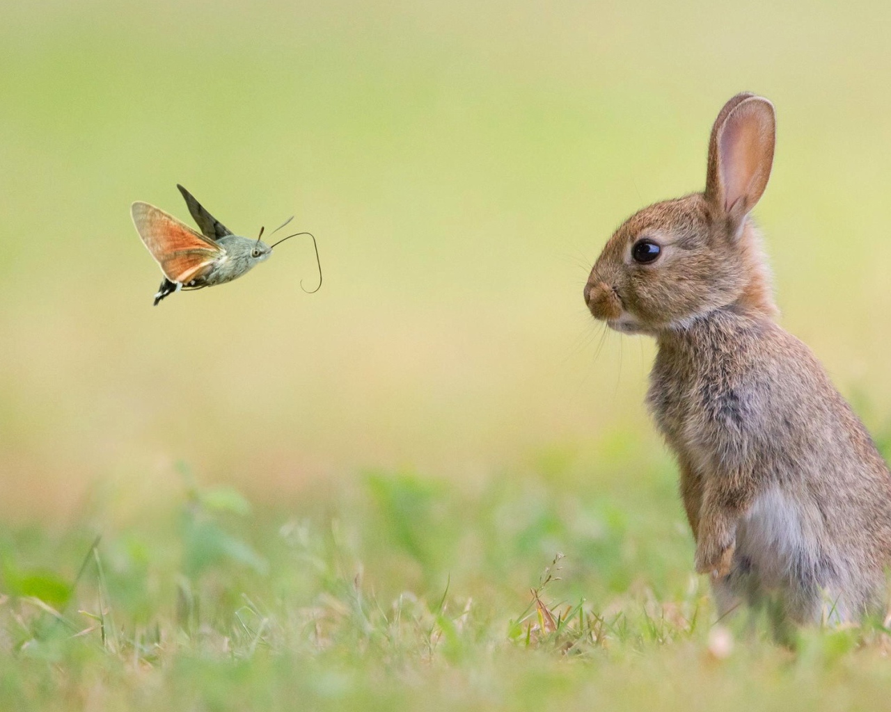 Кролик смотрит на бабочку