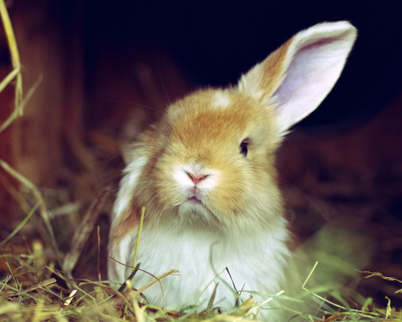 Рыжий кролик поднял одно ухо