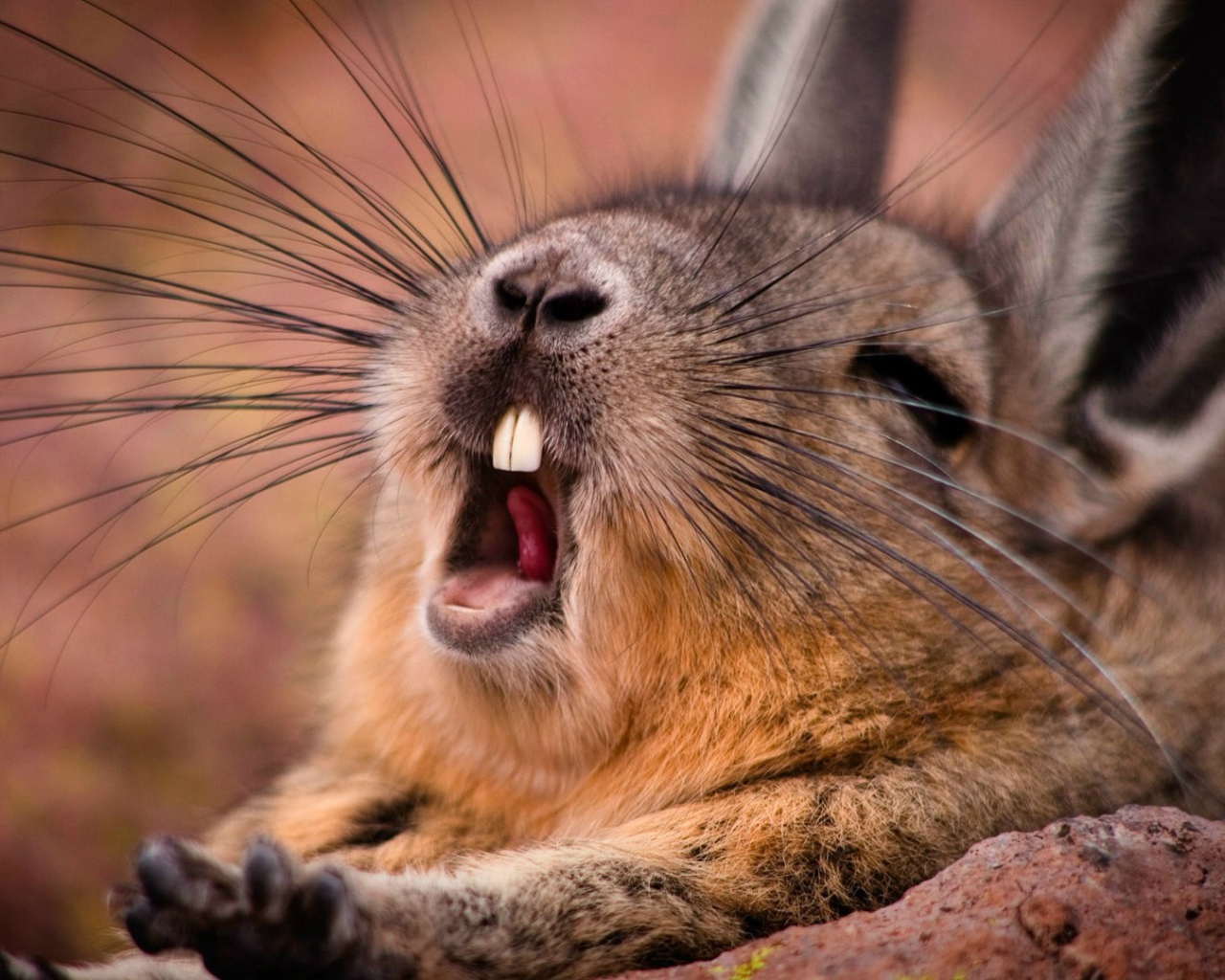 Wild rabbit yawns