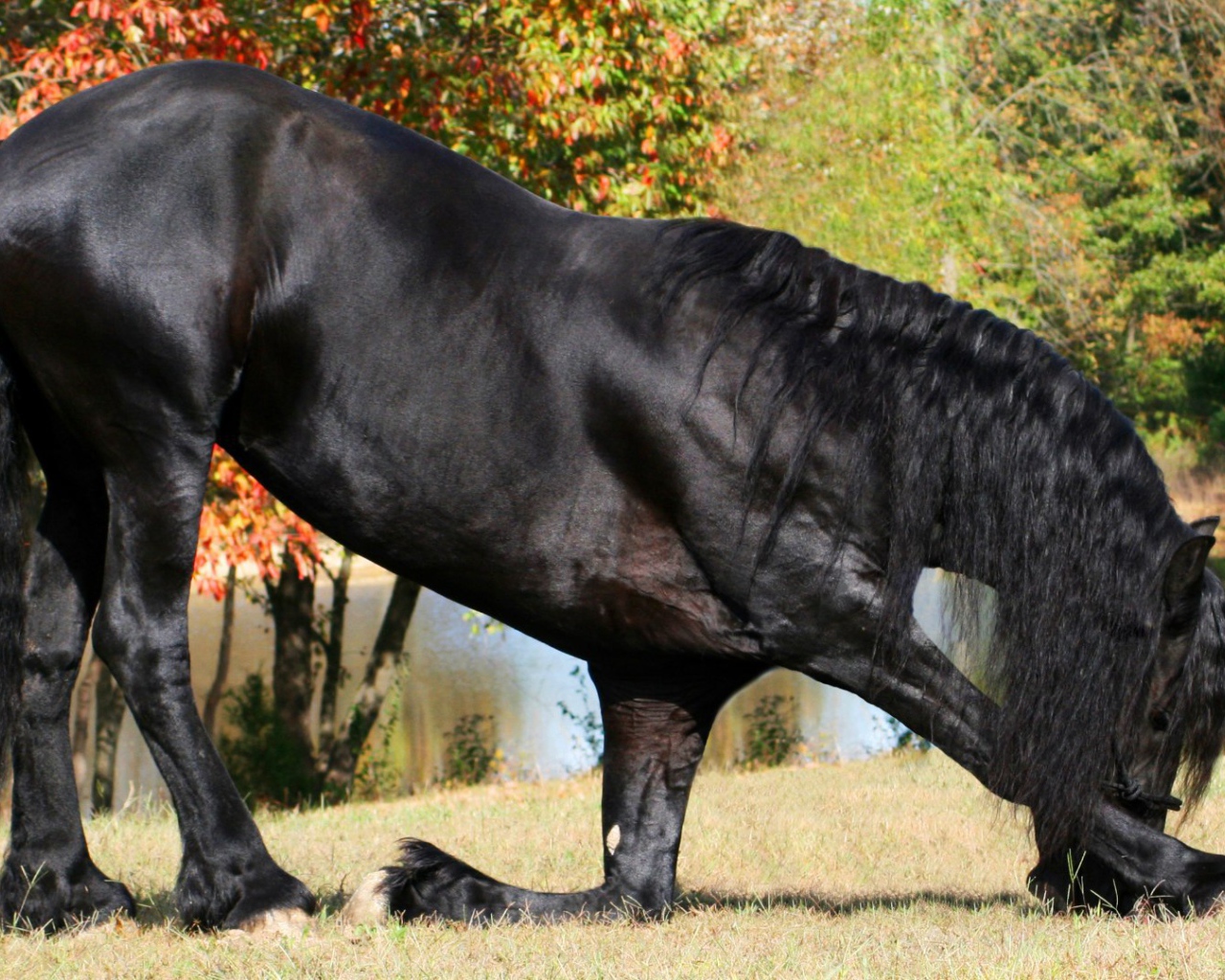 Прекрасный черный конь