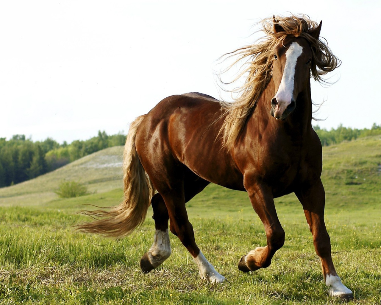 Красота и грация гнедого коня