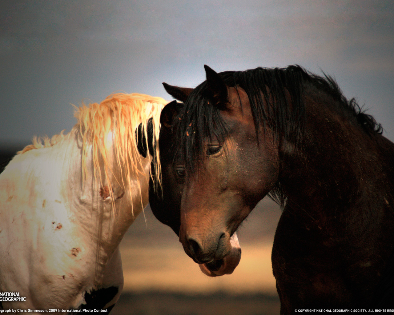 Черная и белая лошади