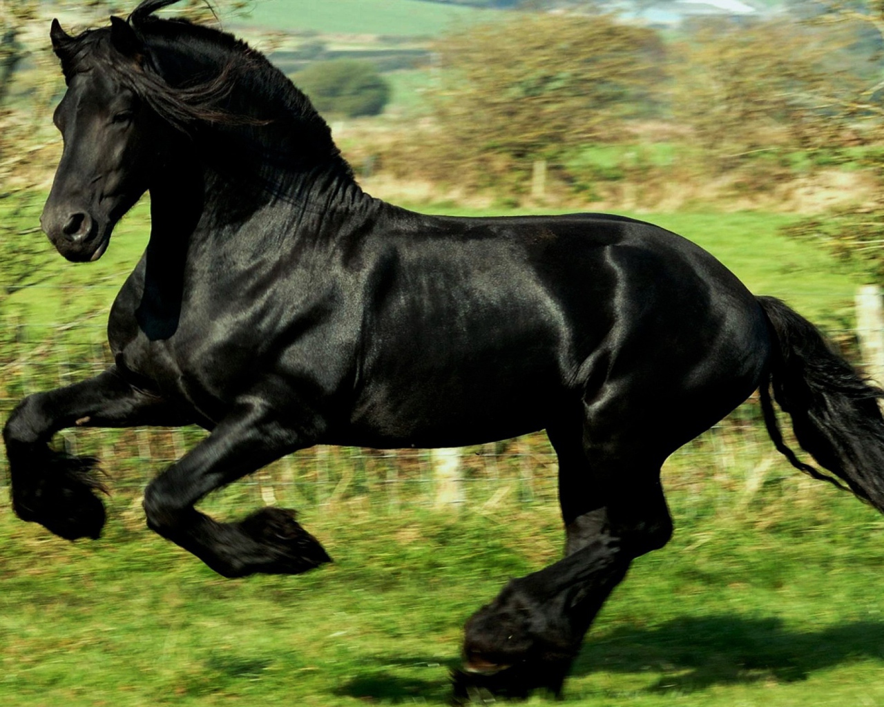 Черный как ночь конь