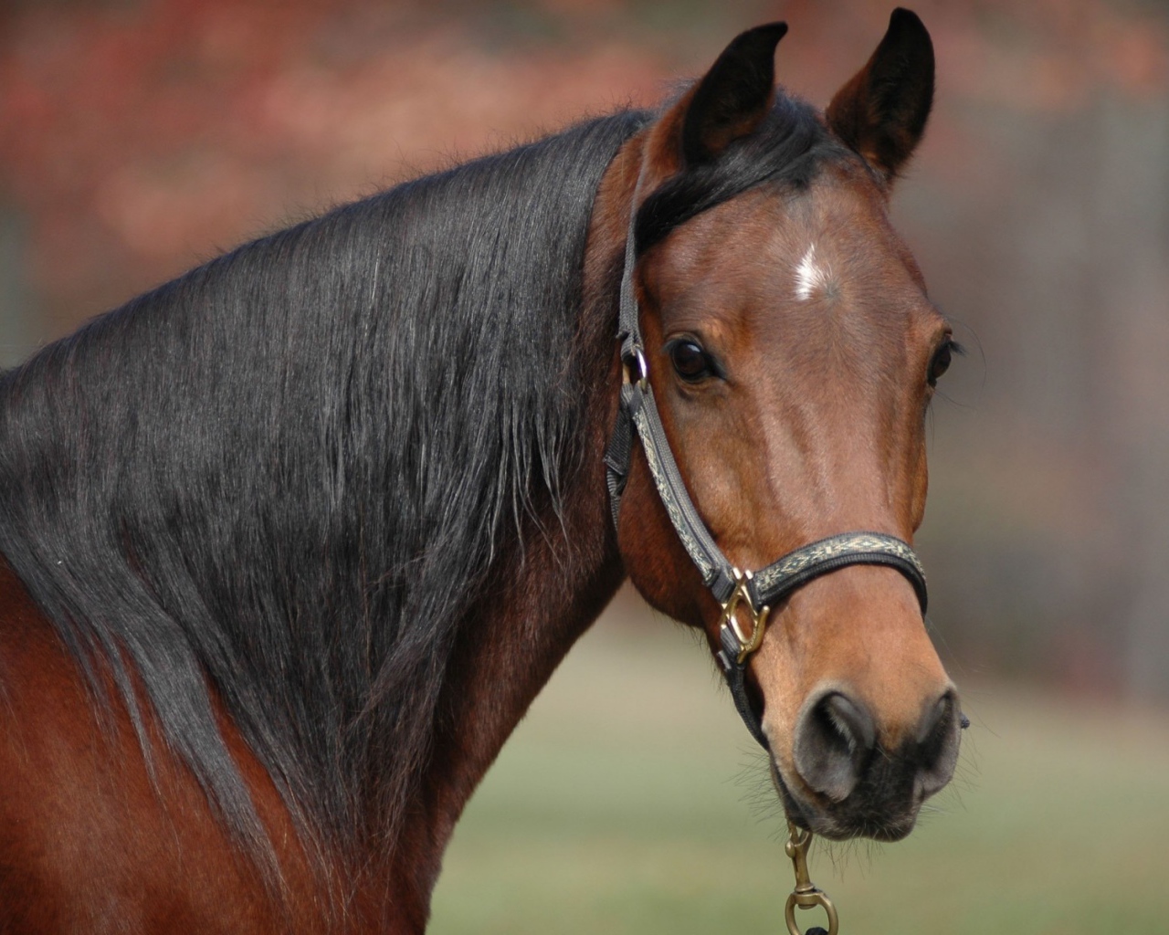 Коричневый конь с черной гривой
