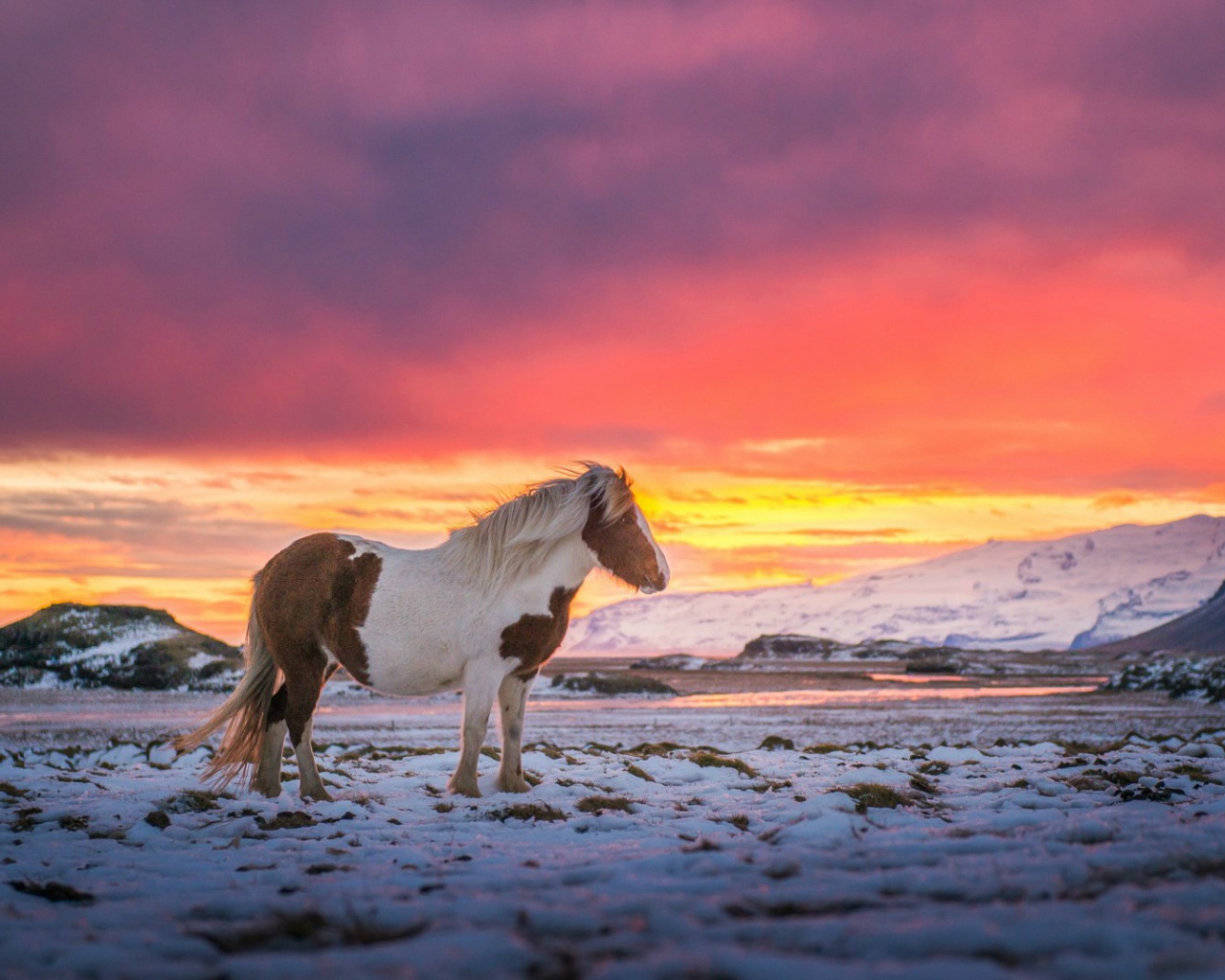 Лошадь в Исландии