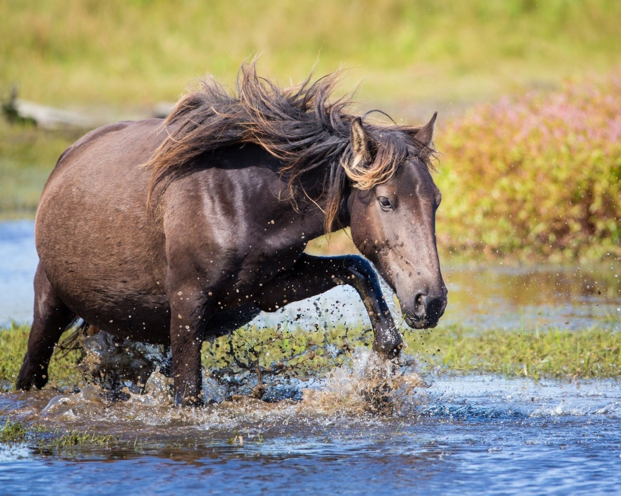 Конь пробирается через ручей