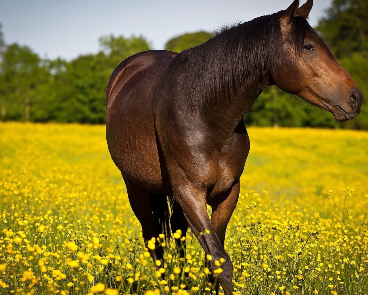 Конь резвится на желтом поле