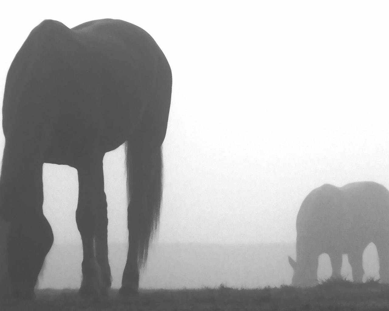 Лошади пасутся в тумане