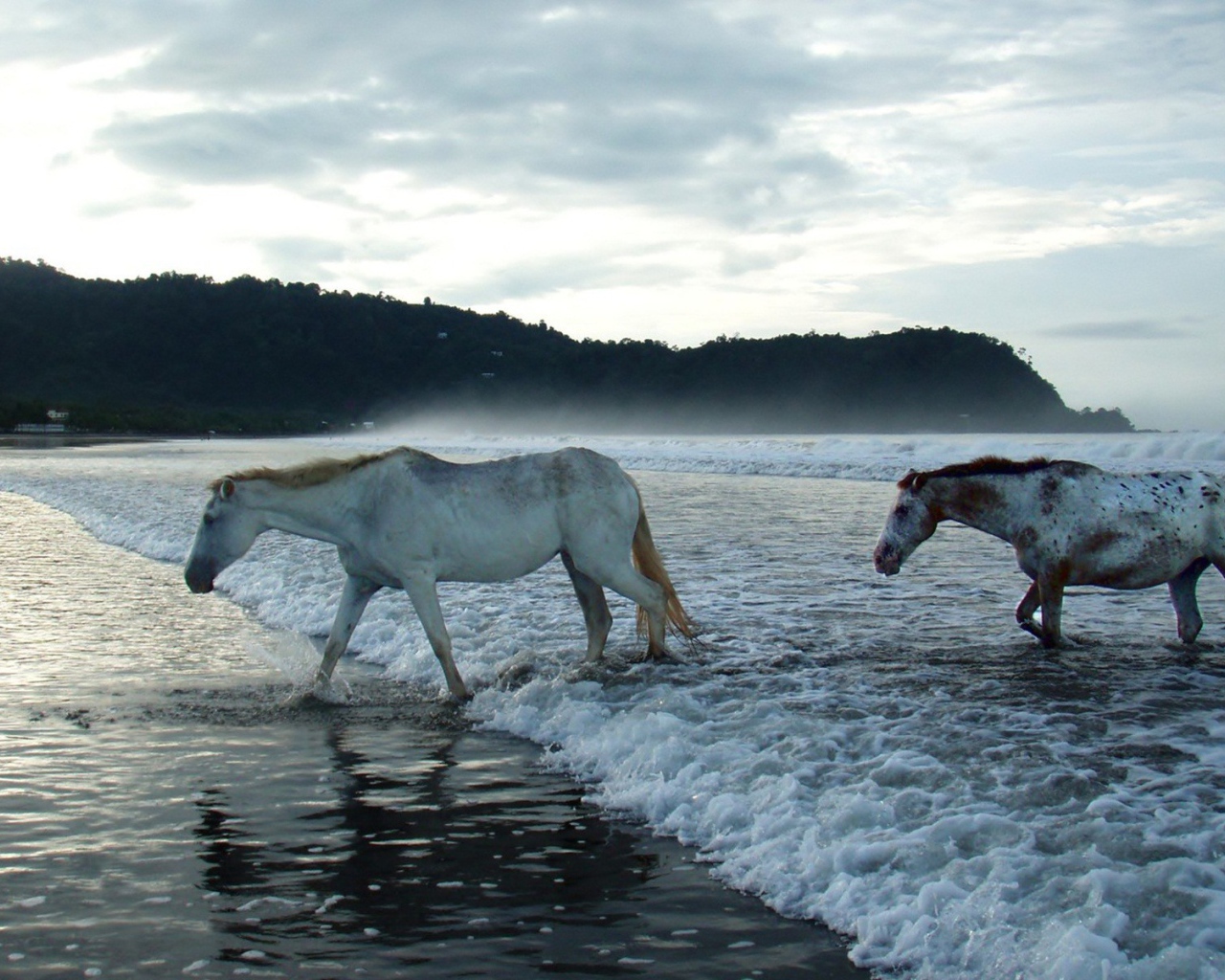 Лошади в волнах прибоя