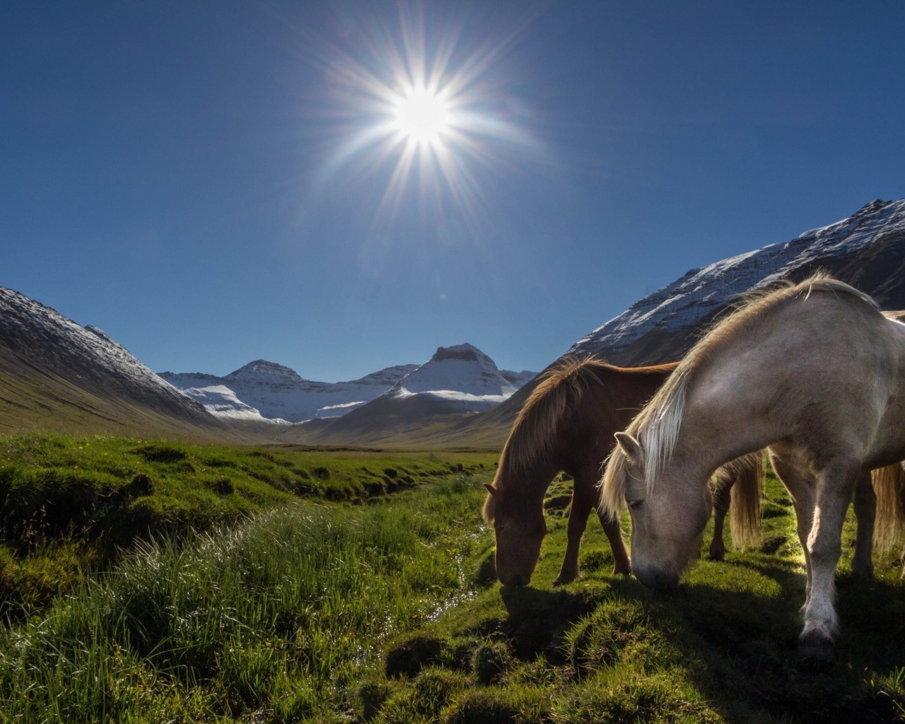 Лошади на горном пастбище