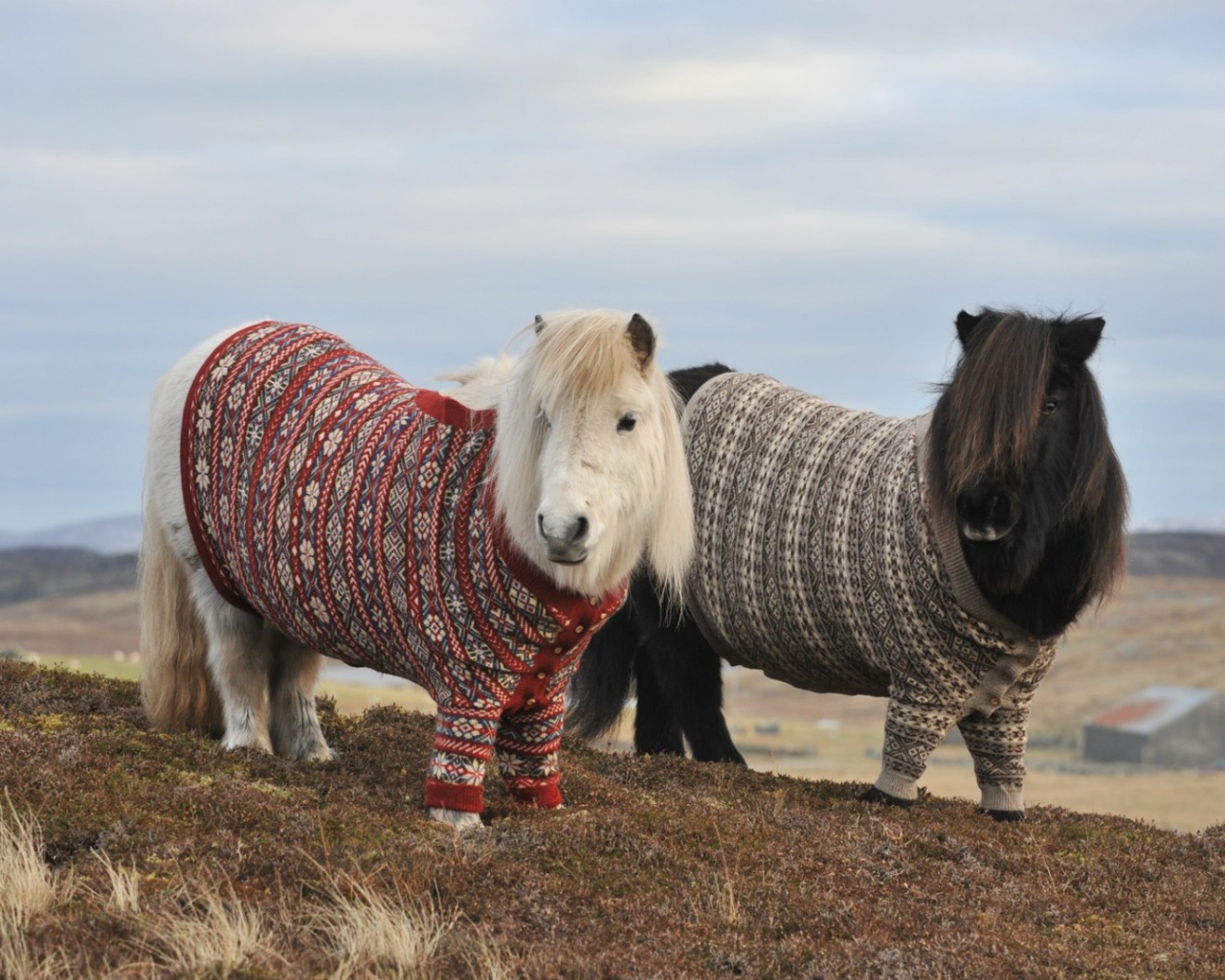 Пони в свитерах