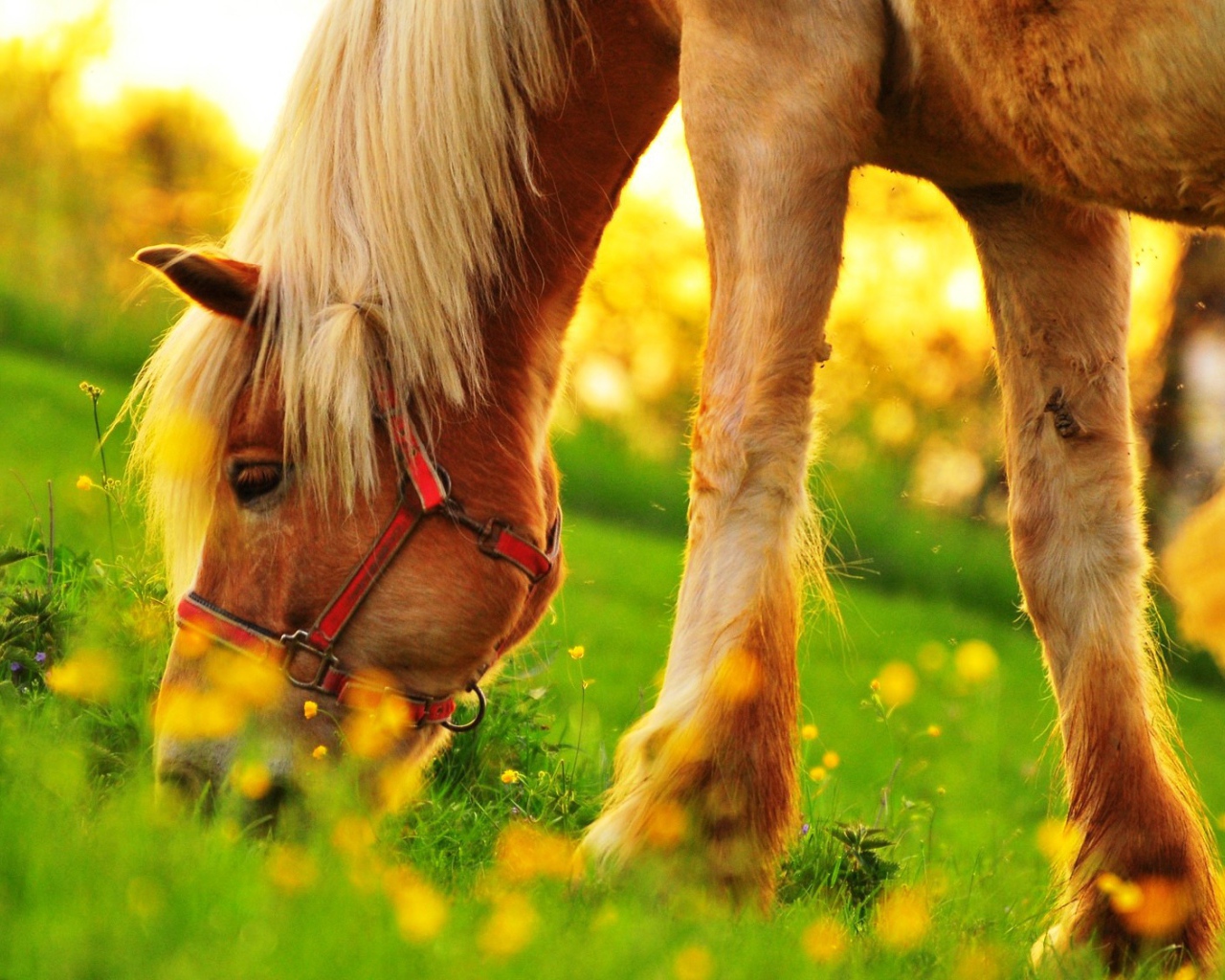 Пони пасется на зеленом поле