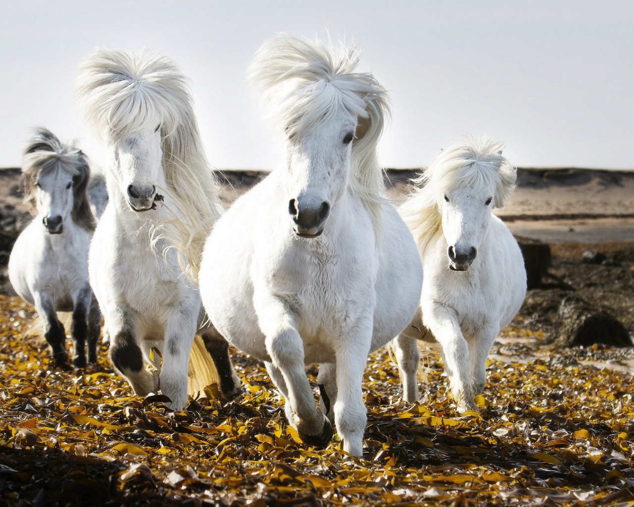 Маленькие белые лошади