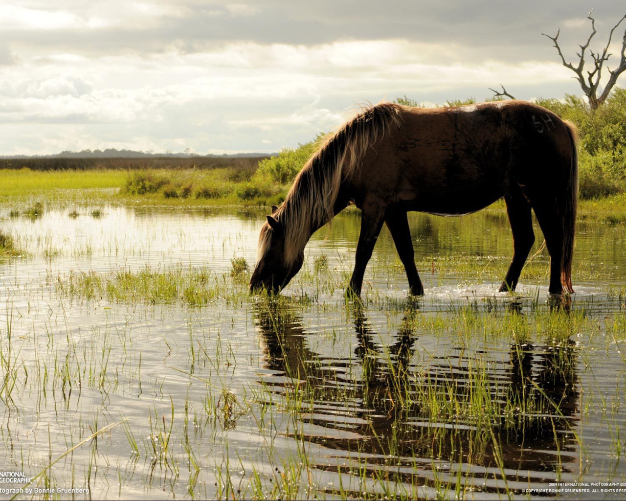 Лошадь пьет воду
