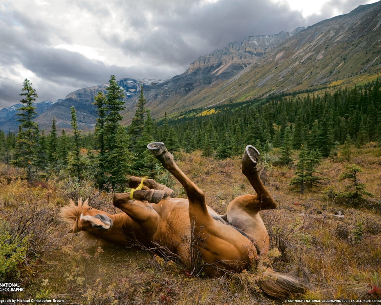 Лошадь валяется в траве