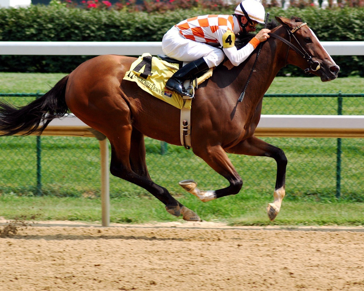 Всадник на ипподроме