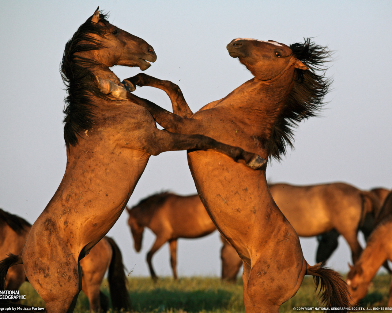 Борьба двух лошадей