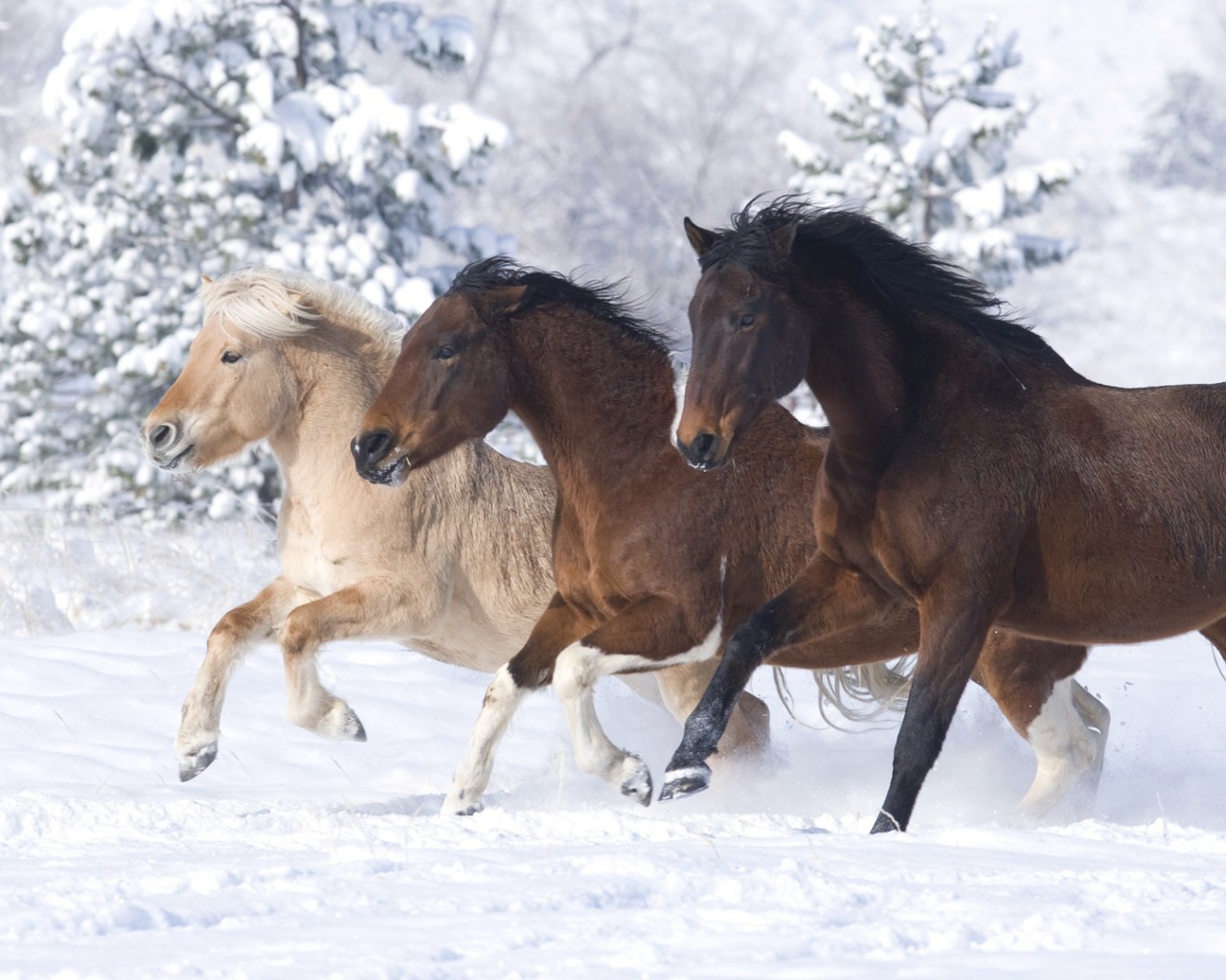 Тройка лошадей на снегу