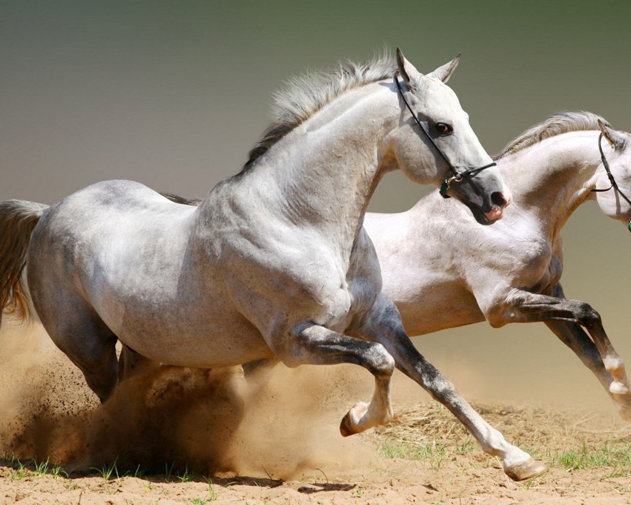 Два скакуна поднимают песок