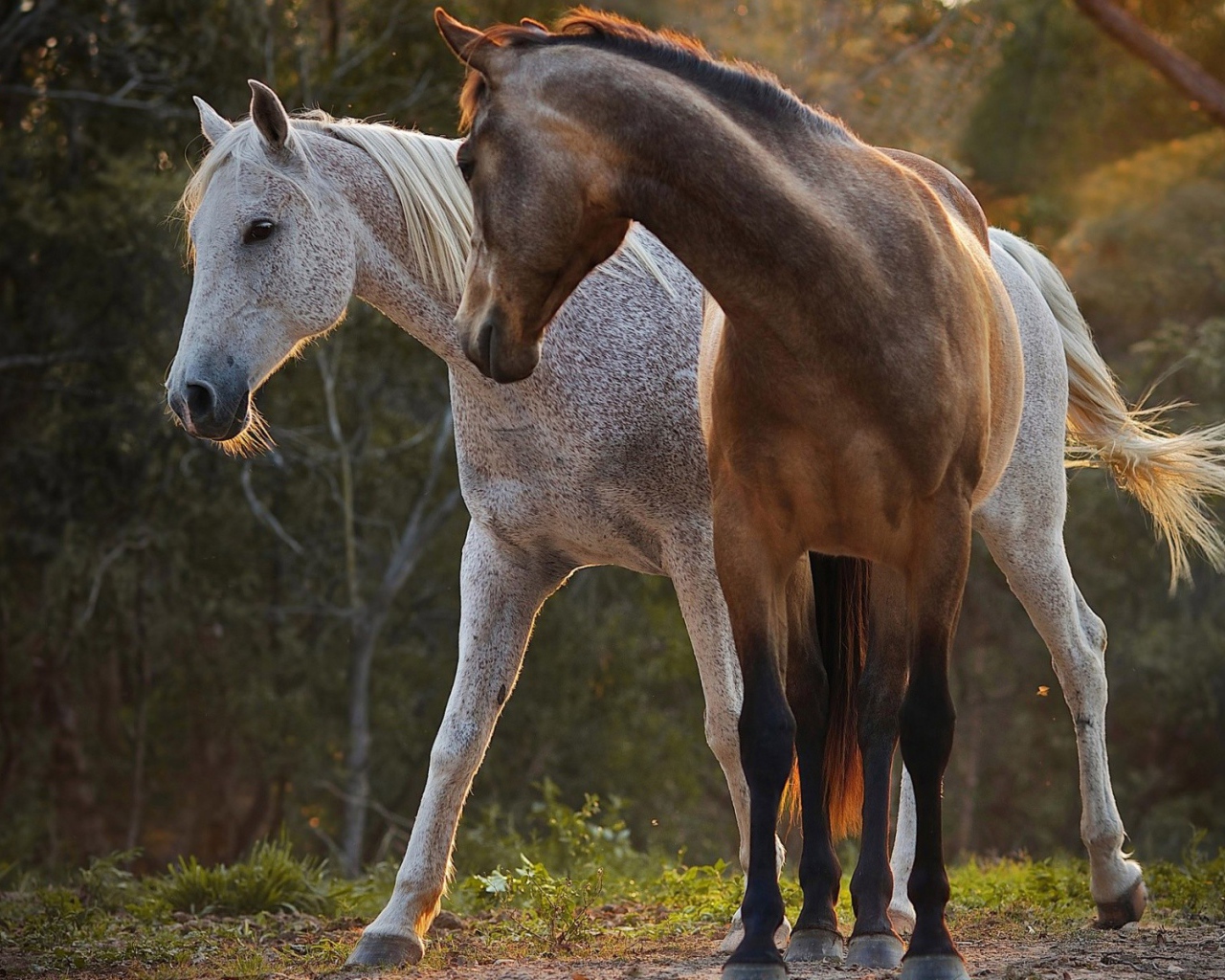 Белый и коричневый кони в лесу