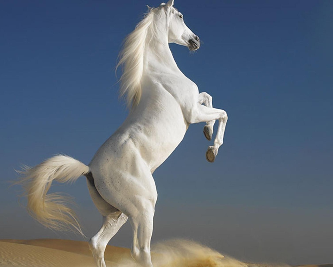 Белый скакун встал на дыбы