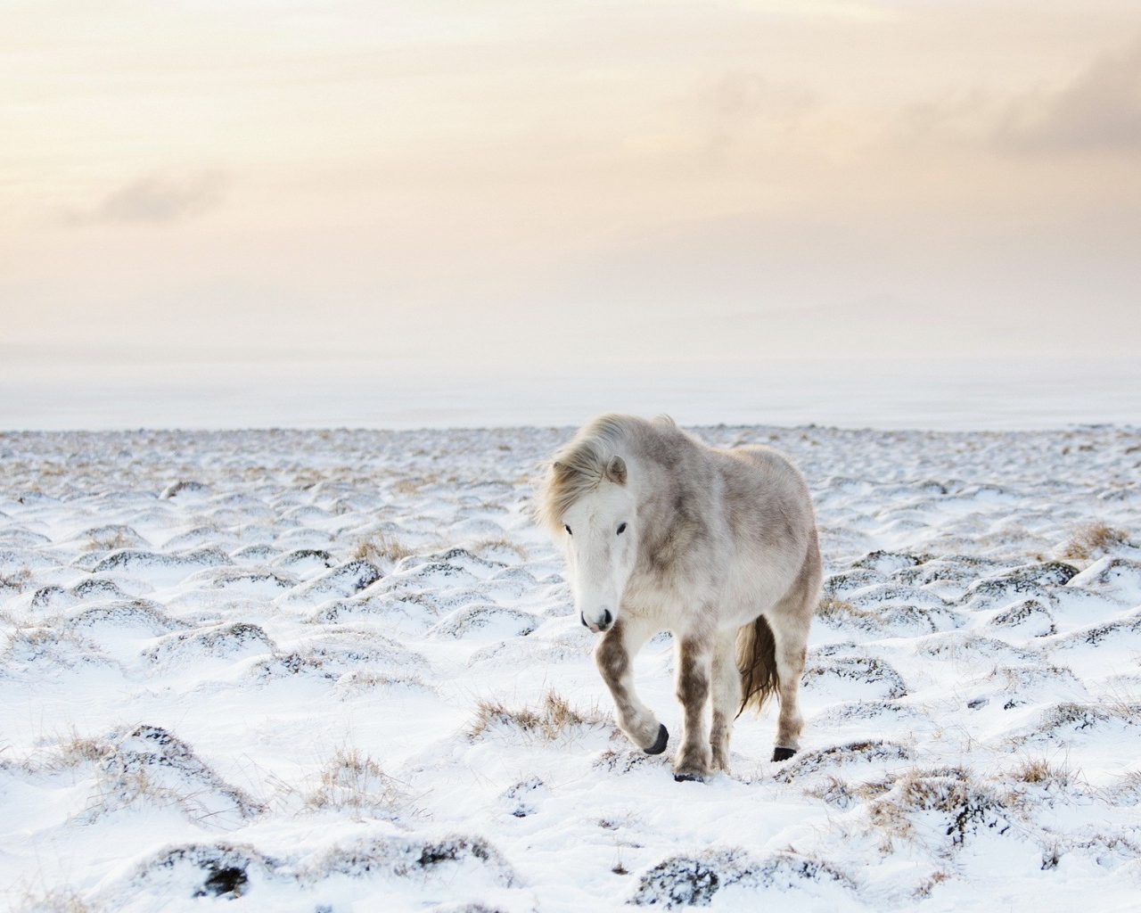 Белый пони на заснеженном поле