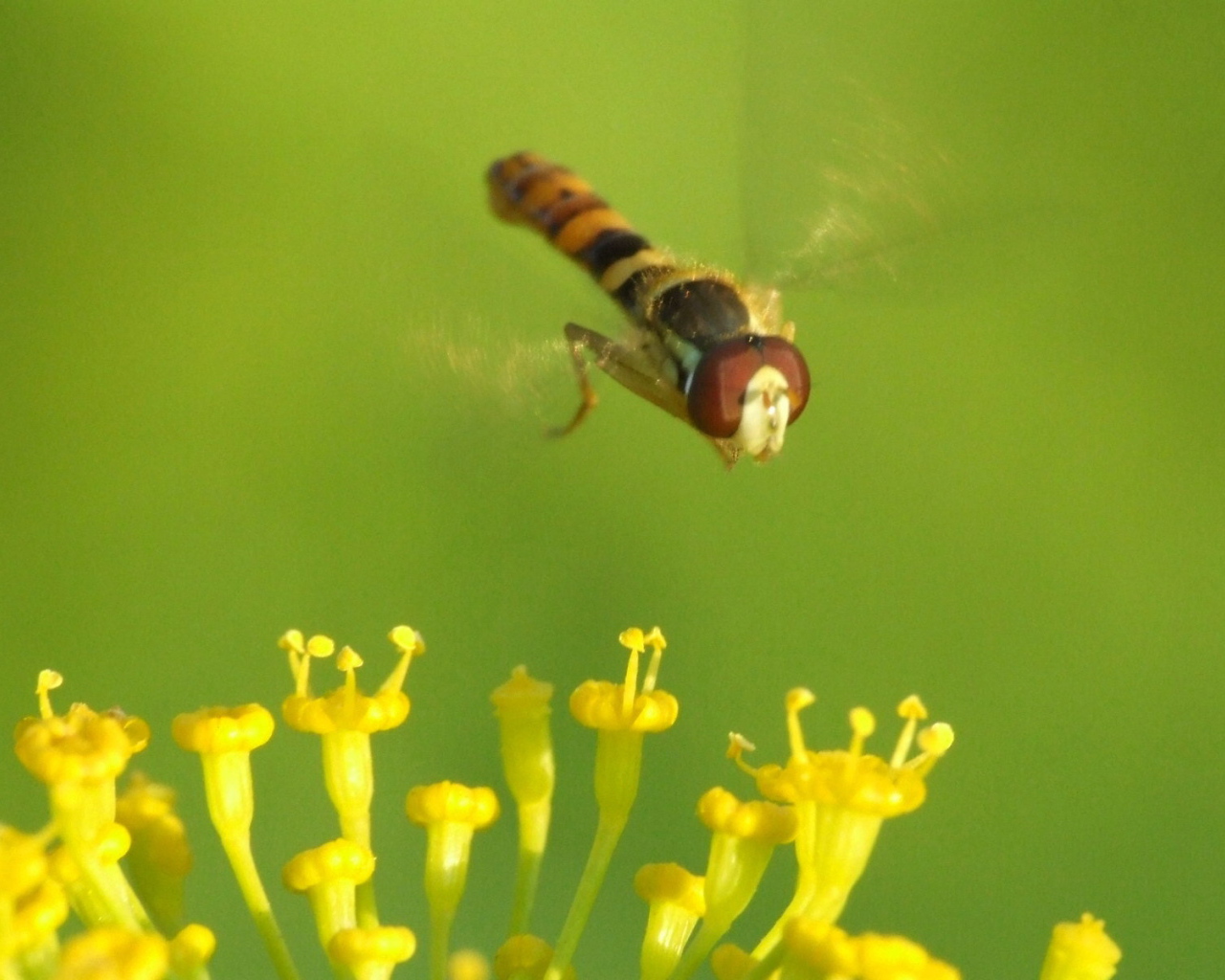 Муха летает над цветком